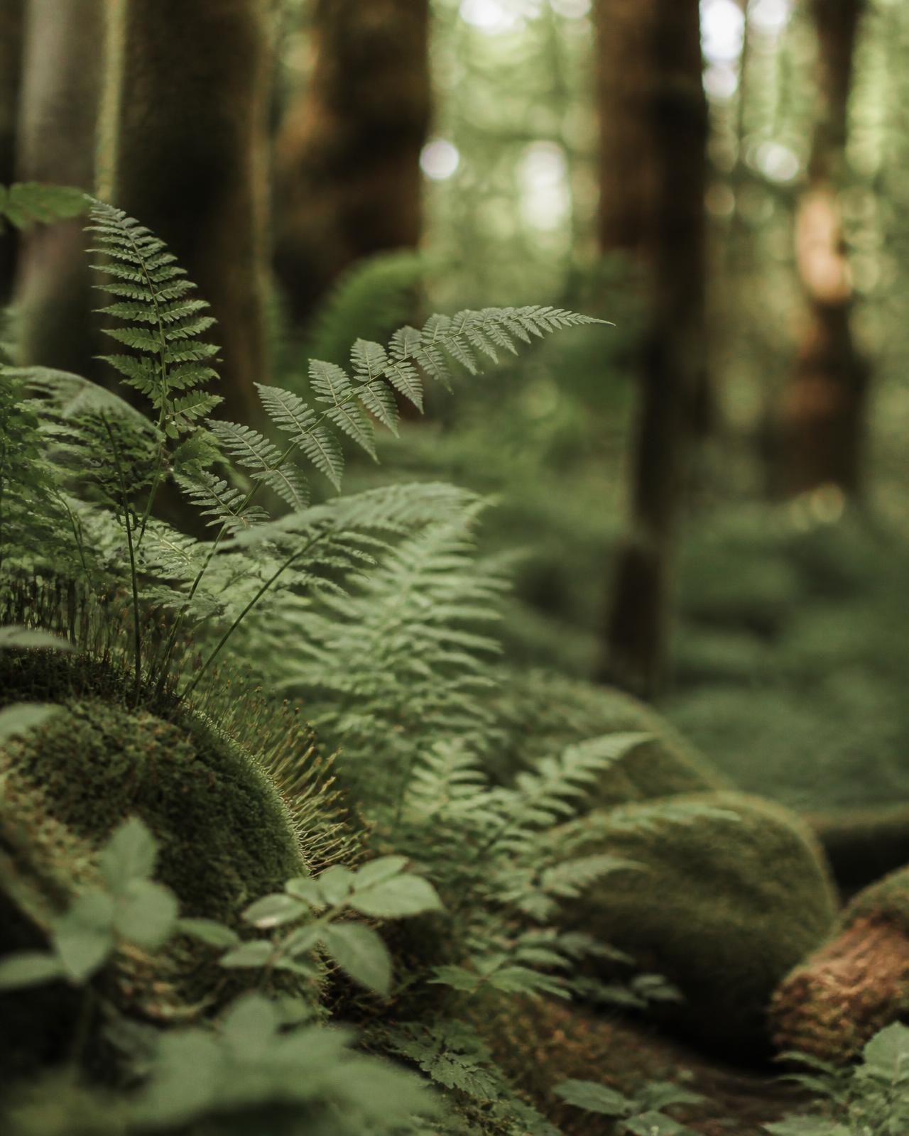 Farnwedel und Moos im diffusen Waldlicht